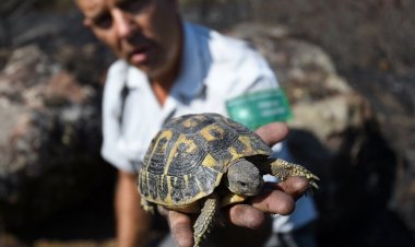 French nature reserves on a mission to save tortoises from wildfires