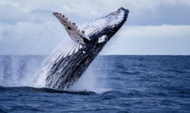Humpback whales arrive at Colombia to mate