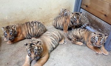 Quintuplet tiger cubs shown to public at South Korean zoo