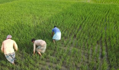 Floating farms, salt-resistant rice: Bangladeshis adapt to survive