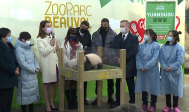 Twin pandas born in French zoo named Yuandudu and Huanlili