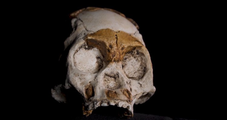 Child fossil find in South Africa sheds light on enigmatic hominids