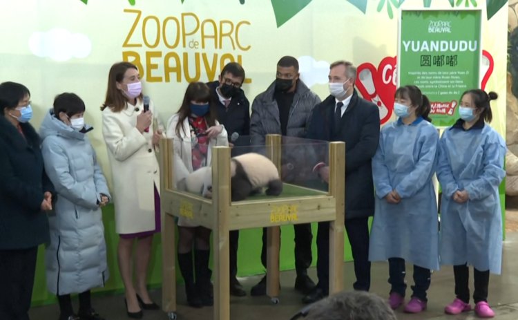 Twin pandas born in French zoo named Yuandudu and Huanlili