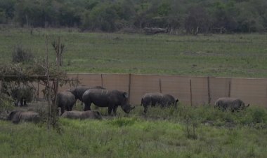 30 South African white rhino relocated to Rwanda in a Boeing 747