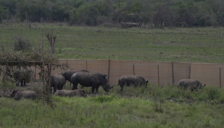 30 South African white rhino relocated to Rwanda in a Boeing 747