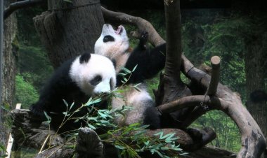 Japan twin pandas make public debut