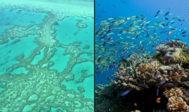 Australia pumps cash into Great Barrier Reef protection
