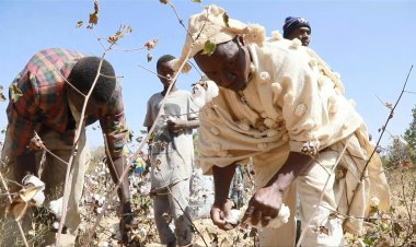 Sanctions put squeeze on Mali's lucrative cotton sector