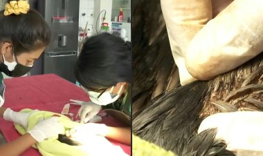 Peru zoo races to save birds threatened by oil spill