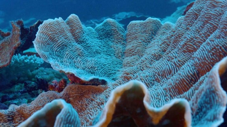 'Remarkable' giant coral reef found off Tahiti
