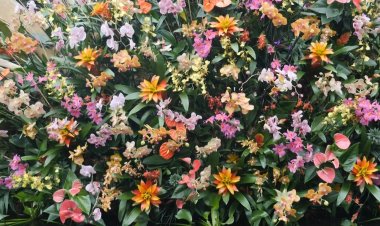 UK's Kew tribute to Costa Rica at annual orchid fest