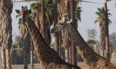UAE's Sharjah Safari park opens its doors to visitors