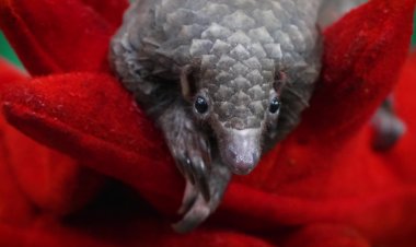 On the front line in Liberia's fight to save the pangolin