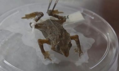 Ecuadoran toad breaks its silence after 100 years