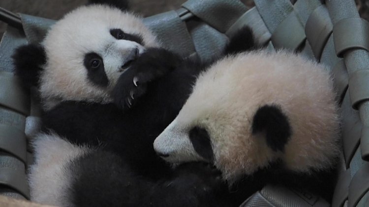 First outdoor outings for the Beauva panda twins