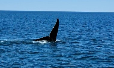 Endangered North Atlantic right whales make a stand in Cape Cod