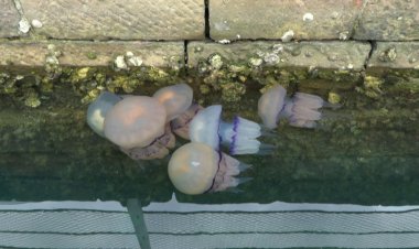 Trieste coast infested with thousands of jellyfish