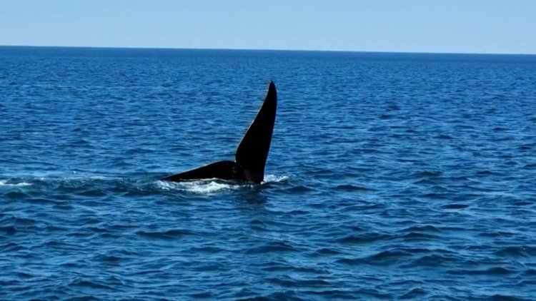 Endangered North Atlantic right whales make a stand in Cape Cod