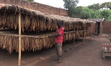 Malawi is a major tobacco producer