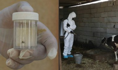 Iraqi vets examine meat after deadly nose-bleed fever cases surge