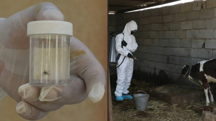 Iraqi vets examine meat after deadly nose-bleed fever cases surge