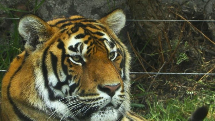 Mexico: Frida and the new life of big cats that had been turned into pets