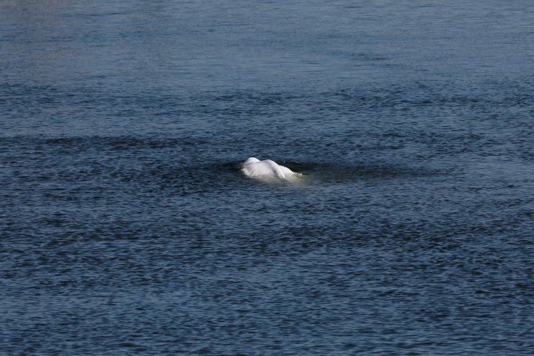 Stranded Beluga whale is now stationary in Seine