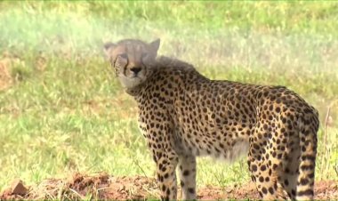 India welcomes back cheetahs, 70 years after local extinction