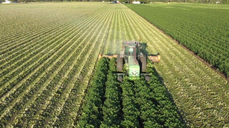 Drought decimates Texas' key cotton crop