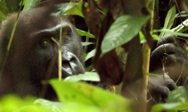 Ecotourism with gorillas to ease human-animal tensions