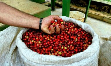 Cuba bets on specialty coffee to boost industry