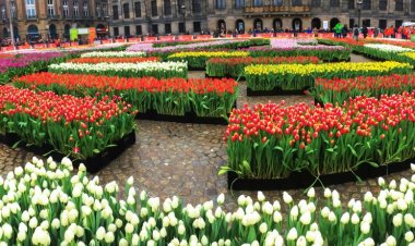 Netherlands celebrates National Tulip Day in Amsterdam