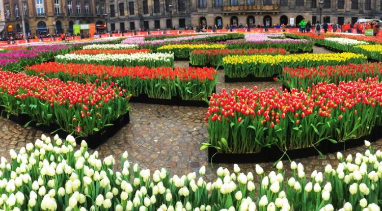 Netherlands celebrates National Tulip Day in Amsterdam