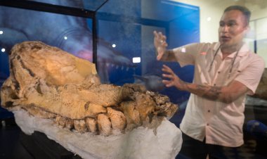 World’s Best-Preserved Fossil of Prehistoric Sperm Whale Found in Peru