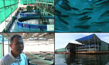 Singapore's Eco Ark Revolutionizes Aquaculture