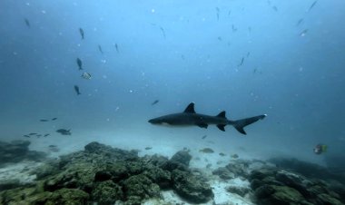 Galapagos Marine Reserve Threatened