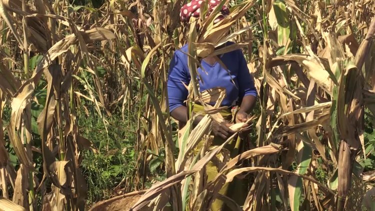 El Nino Drives Southern Africa Drought