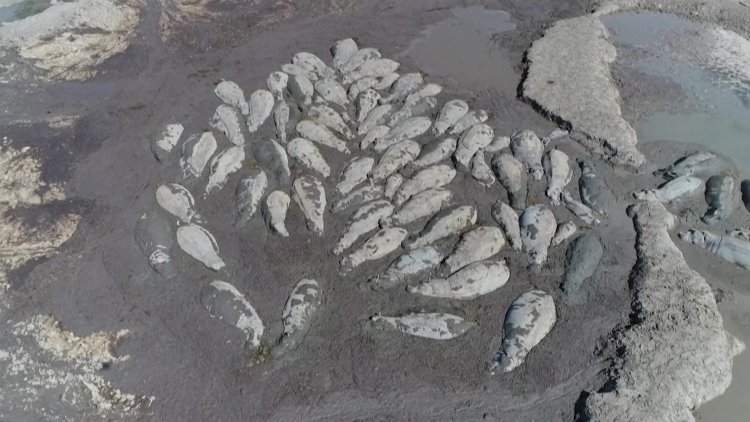 Botswana's Wildlife Under Threat