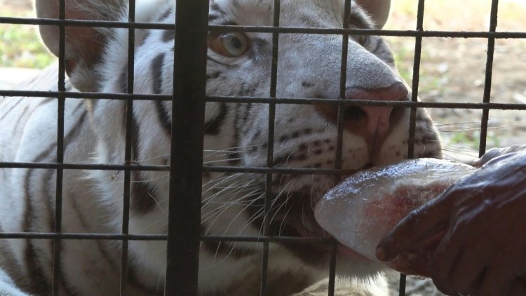 Philippine Zoo's Heat Wave Care