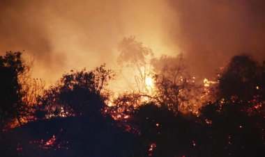Griffith Park Fire Contained by LAFD