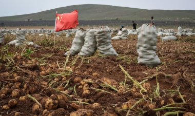 Rising heat threatens global potato yields