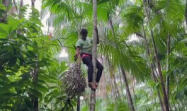 Brazilian women drive acai boom in Ilha de Jussara