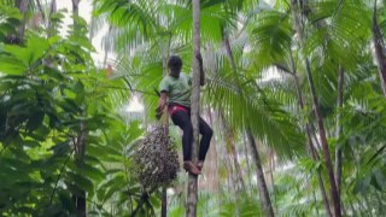 Brazilian women drive acai boom in Ilha de Jussara