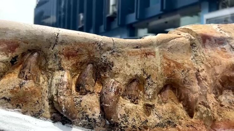 Fossil of ancient shark discovered in Peru