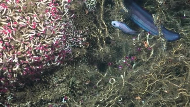Underwater mountain yields 20 new species