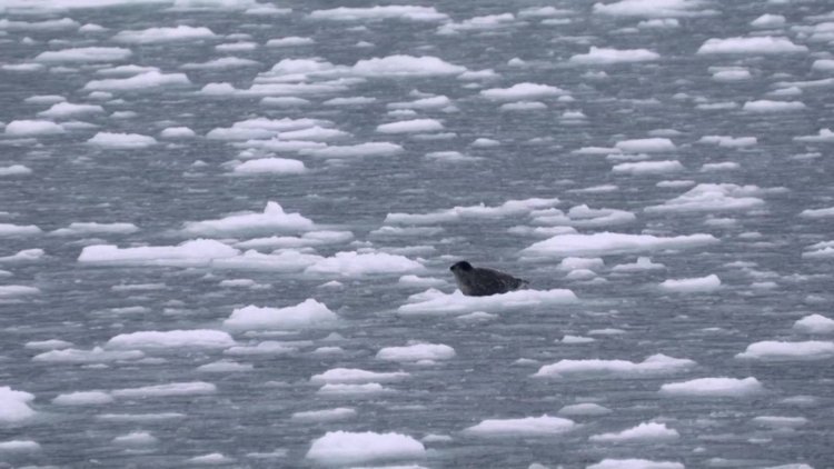 Arctic sea ice hits record-low maximum