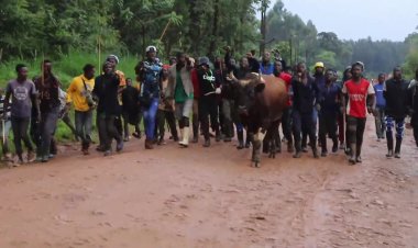Bullfighting unites Kenya’s Luhya community