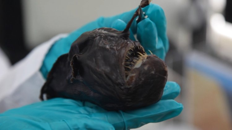 Peruvian researchers explore deep-sea mysteries