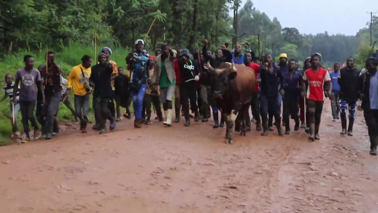 Bullfighting unites Kenya’s Luhya community