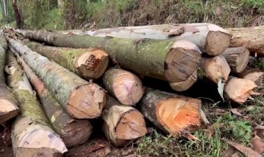 Illegal logging threatens Congo’s gorillas